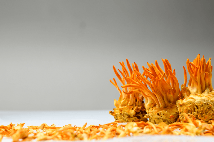 What is Cordyceps and what are the benefits?